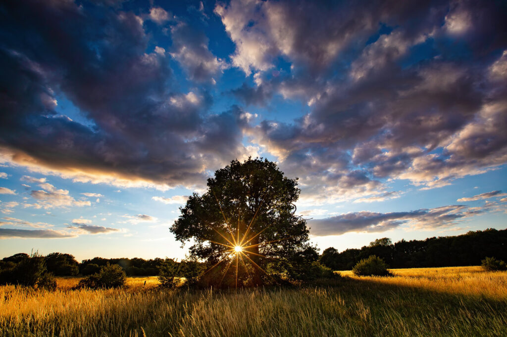 Sunrise photo of a tree in a meadow by Jon Hawkins