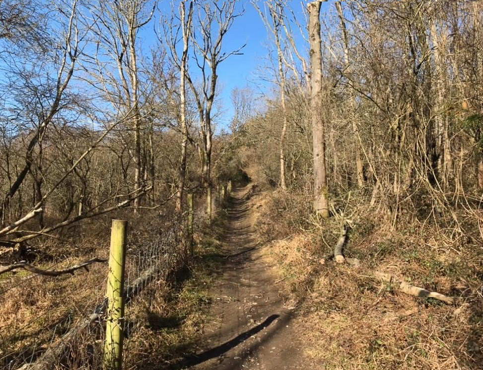 Blue sky photo of woodland path alongside fence at White Down during winter