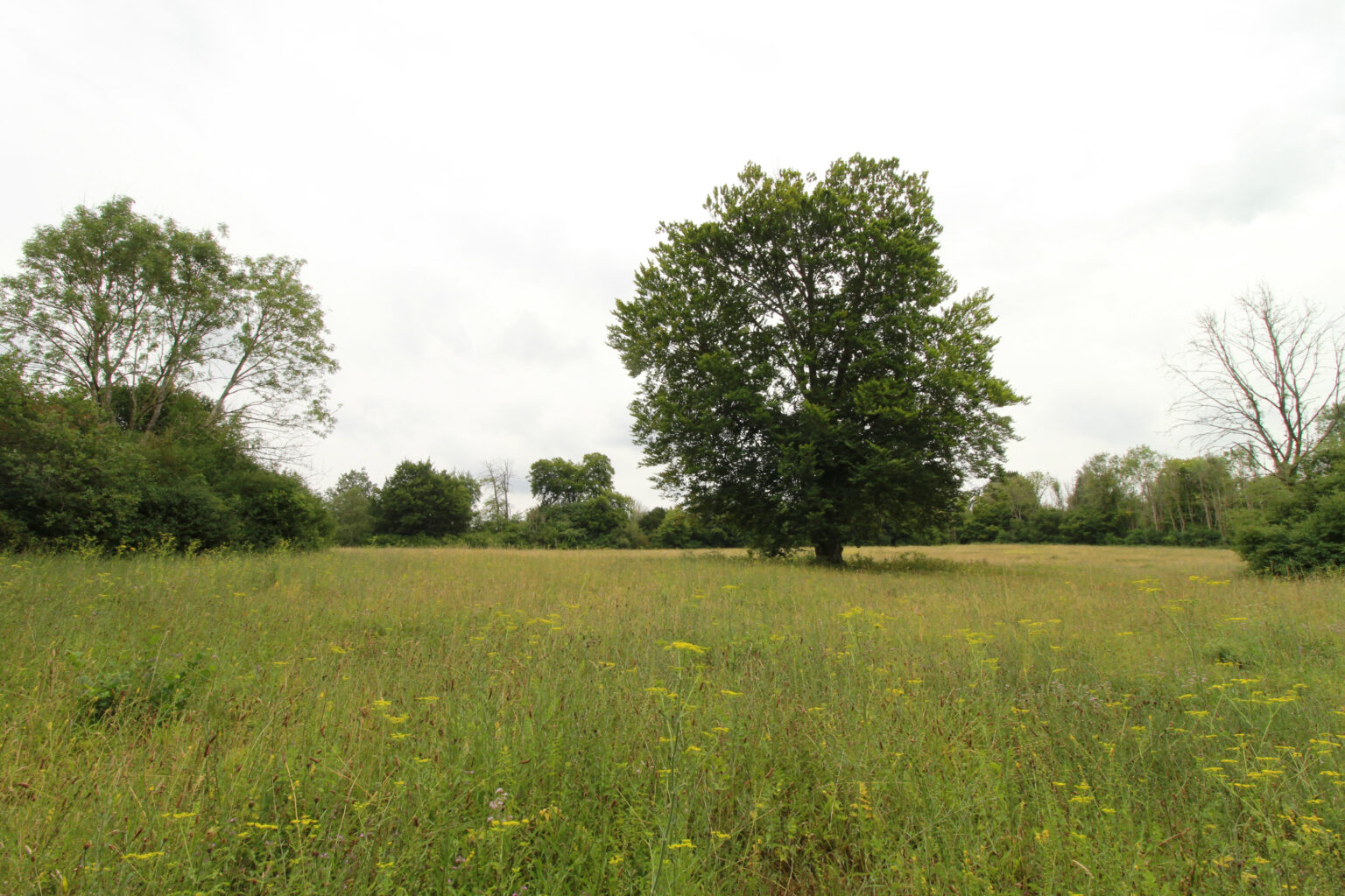 Tree in middle of meadow at Sheepleas