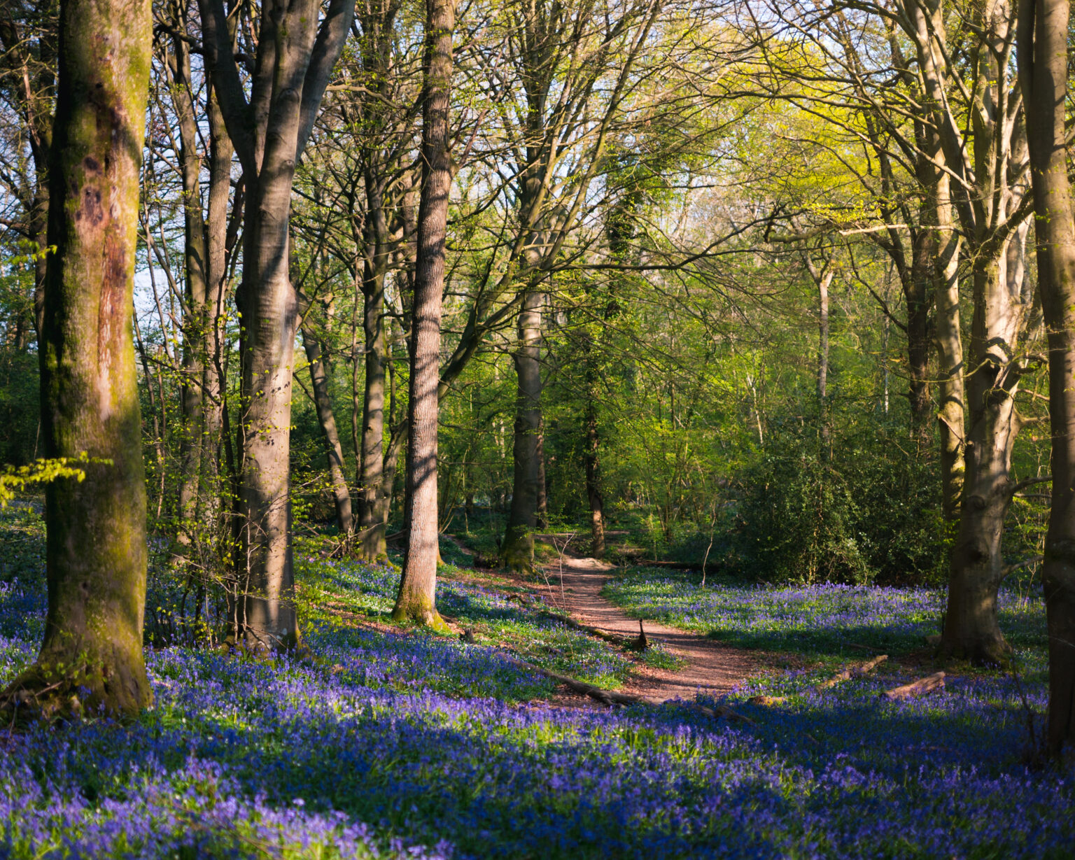 Bluebells within woodland at Staffhurst Woods, photo by Markus Dell