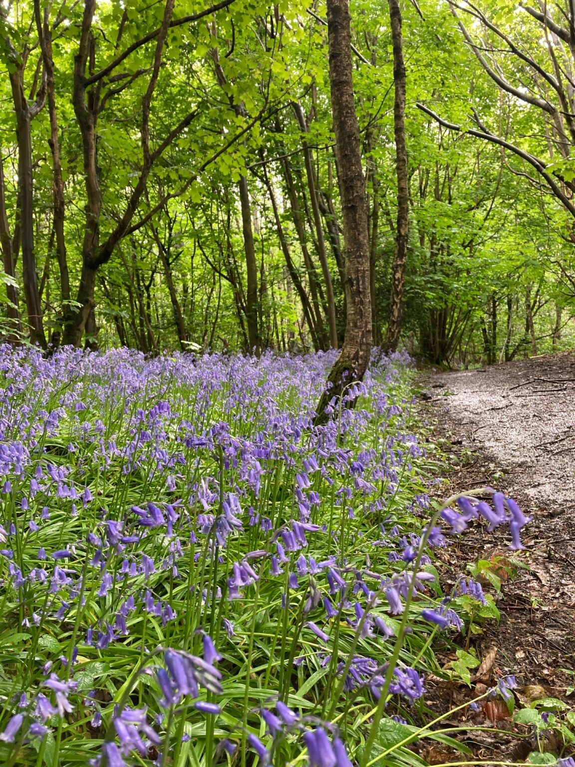 Close-up of bluebells by footpath at Tilburstow Hill