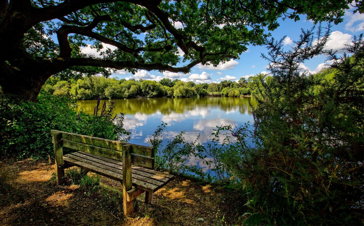 Wooden bench by Brittens Pond at Whitmoor Common, photo by Jon Hawkins